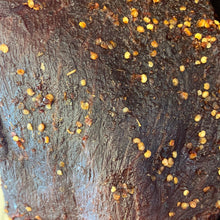 Load image into Gallery viewer, Khô Bò BBQ Cay (Spicy BBQ Beef Jerky) - Duc Thanh Kho Bo