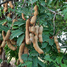 Load image into Gallery viewer, Me Cam Thảo - Tamarind w/ Licorice - Duc Thanh Kho Bo

