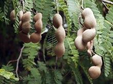Load image into Gallery viewer, Me Chua Cay - Sour &amp; Spicy Tamarind - Duc Thanh Kho Bo

